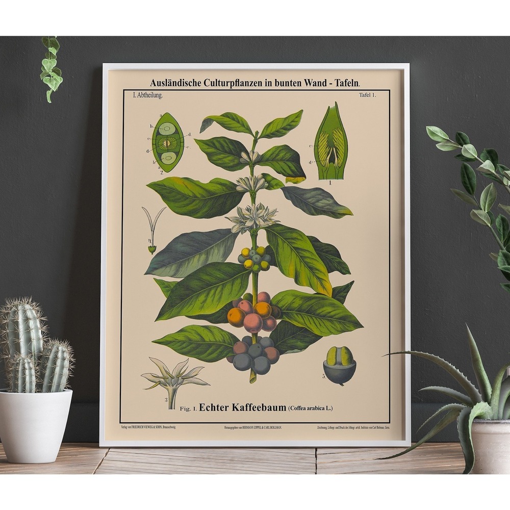 Coffee Botanical Poster Coffea Arabica Coffee Poster Cafe Decor